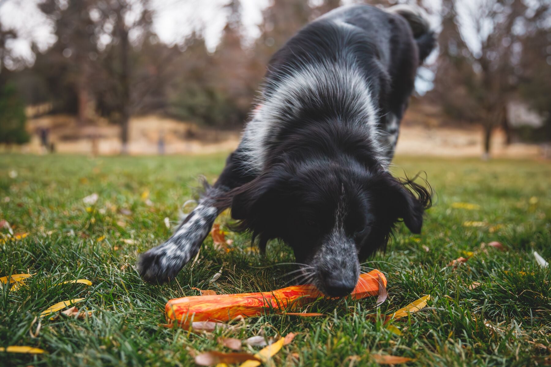 Gnawt a Stick Ruffwear