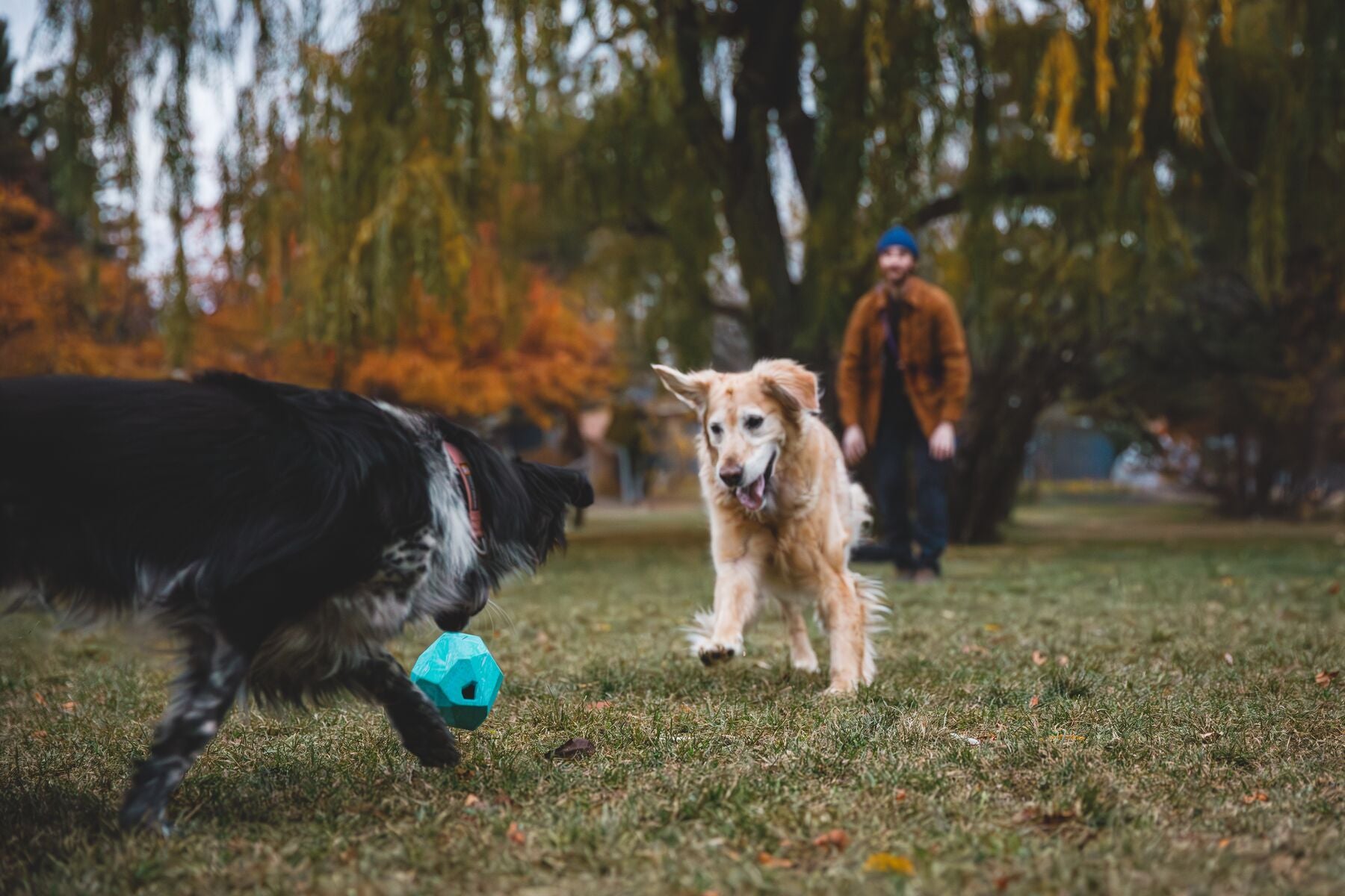 Hundespielzeug Woofshack