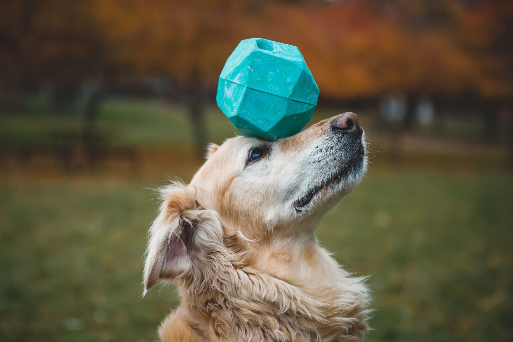 Ruffwear Gnawt a Rock Hundespielzeug