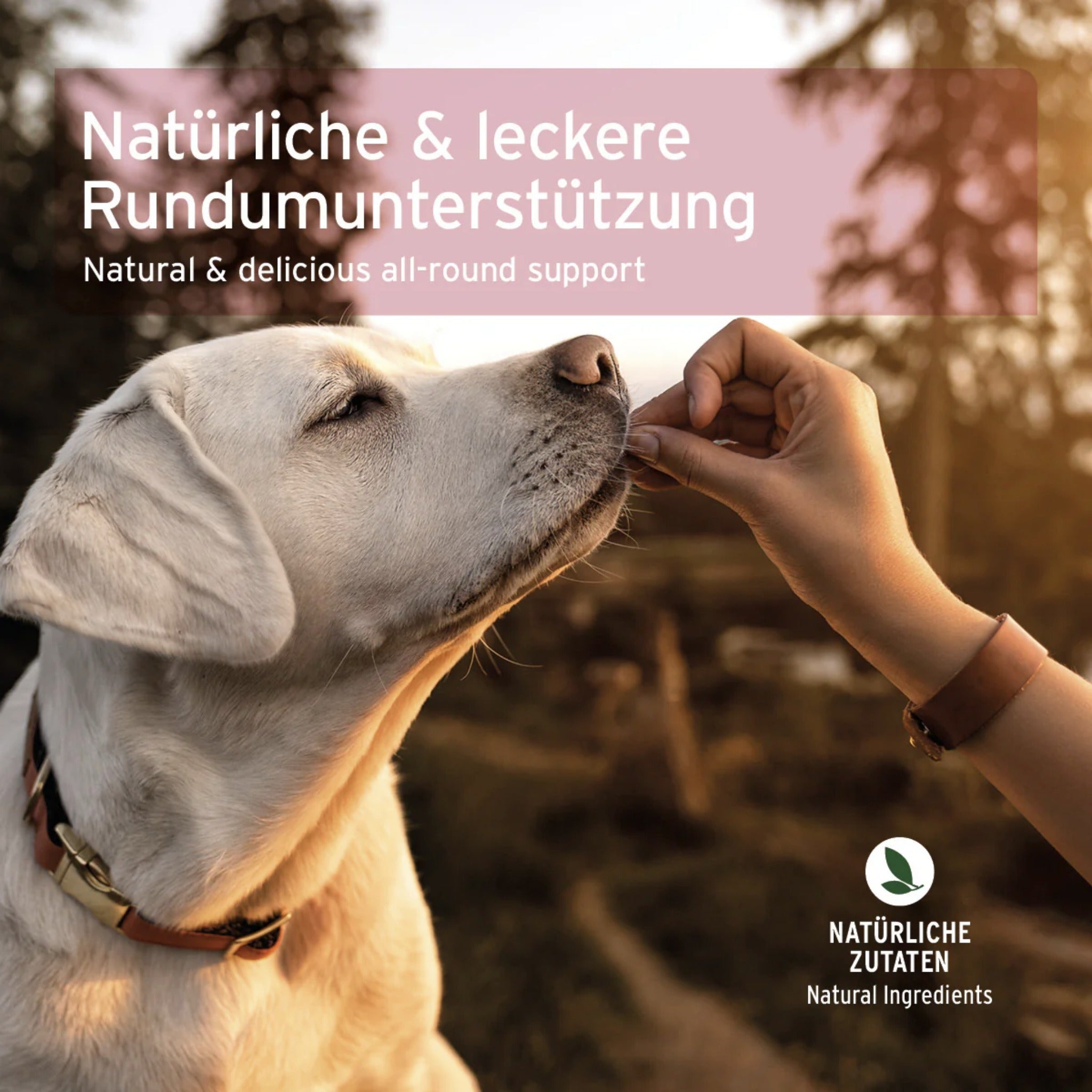 AniForte 4in1 - Snack für Hunde - Woofshack