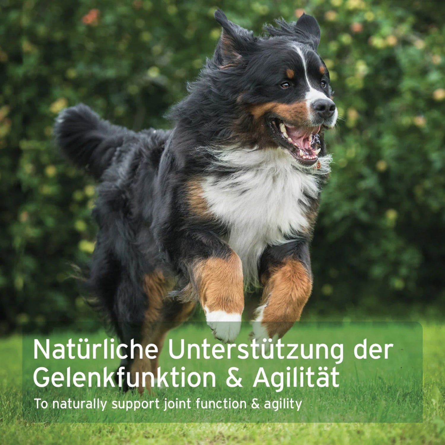 AniForte AgilityVET Gelenktabletten für Hunde - Woofshack