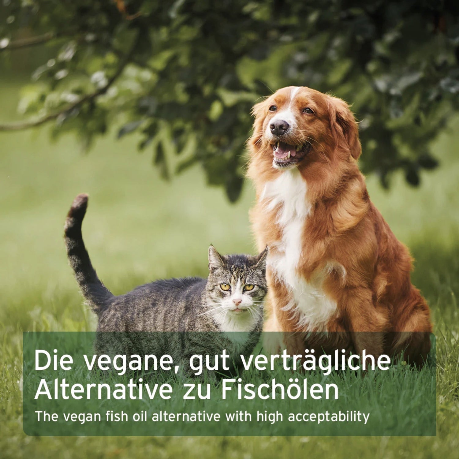 AniForte Algenöl für Hunde - Woofshack