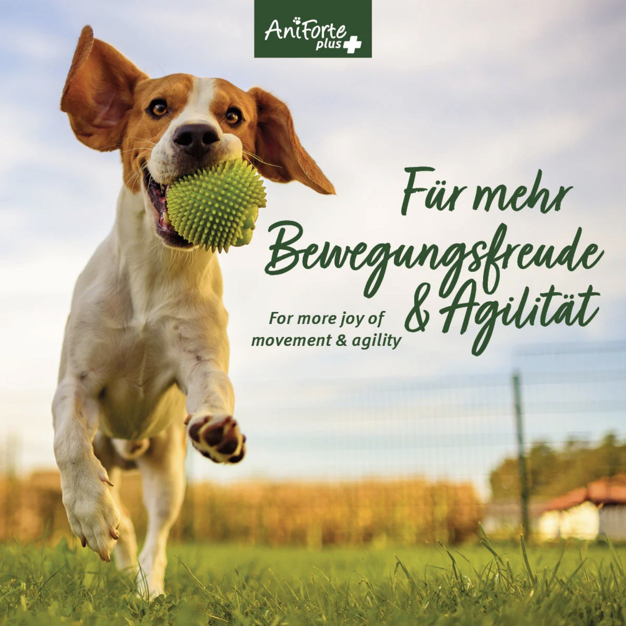 AniForte Arthro Omega Öl für Hunde - Woofshack