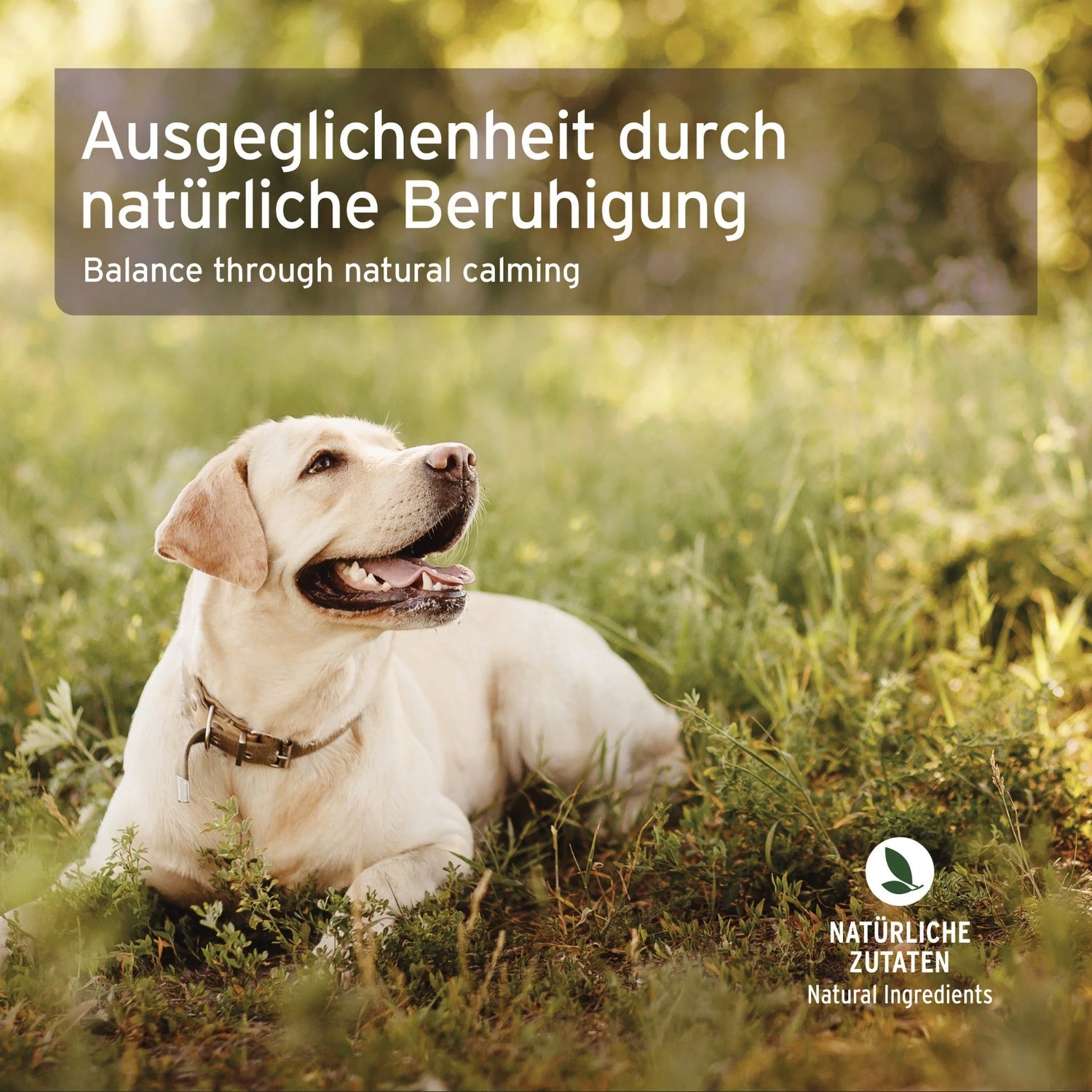 AniForte Bachblüten Gewitter &amp; Silvester - Globuli für Hunde - Woofshack