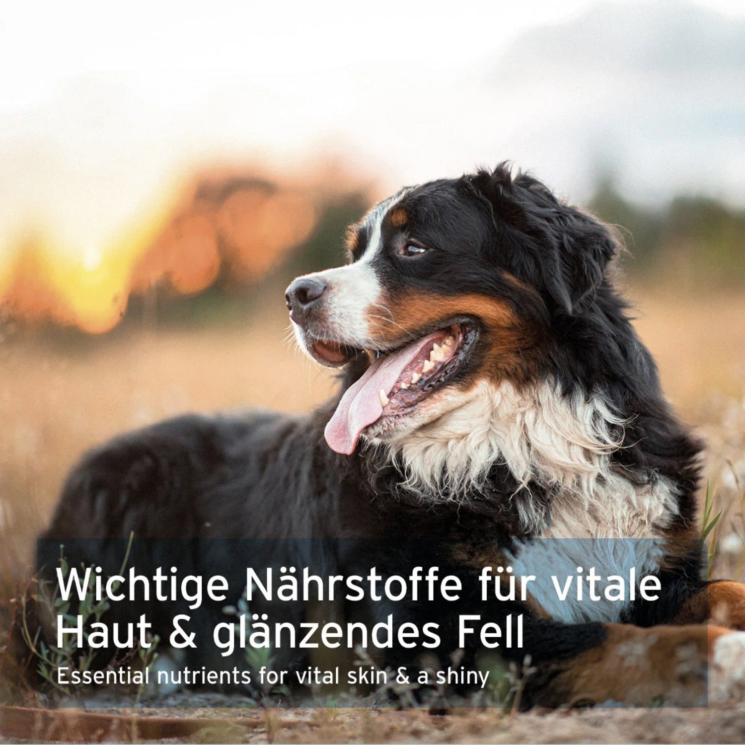 AniForte Bierhefe Tabs für Hunde - Woofshack