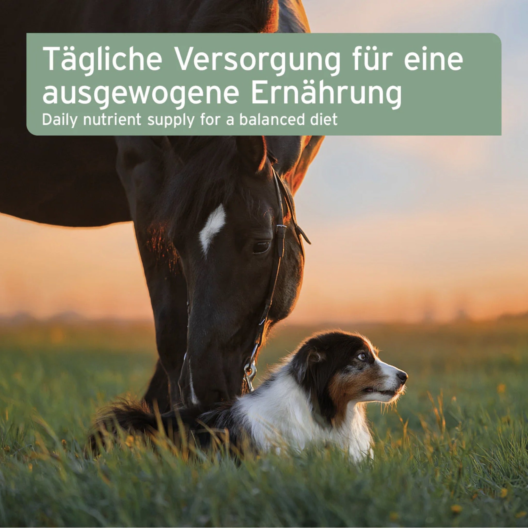 AniForte Bio Ägyptisches Schwarzkümmelöl für Hunde - Woofshack