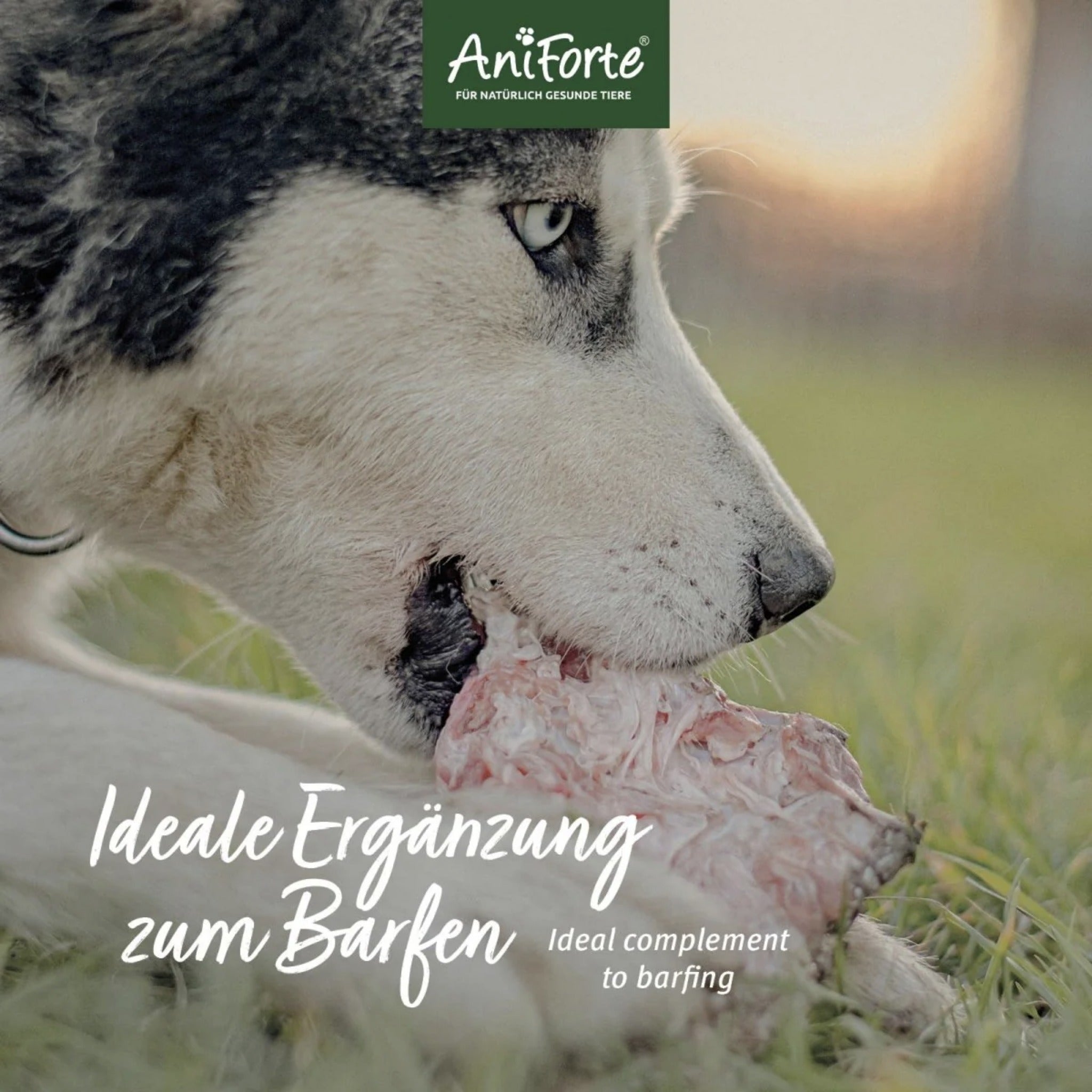 AniForte BIO BARF - Püree mit Karotte &amp; Cranberry für Hunde - Woofshack