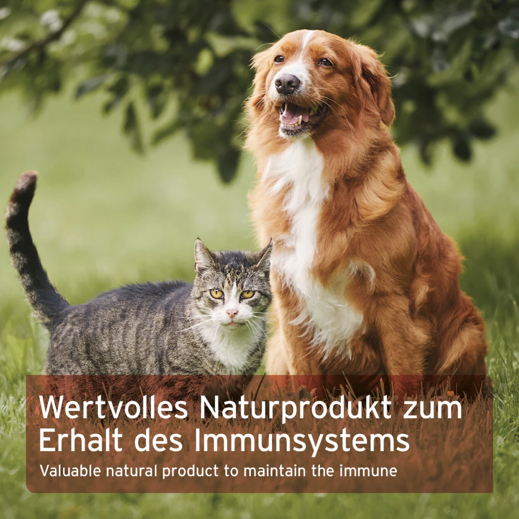 AniForte Bio Spirulina Pulver für Hunde - Woofshack