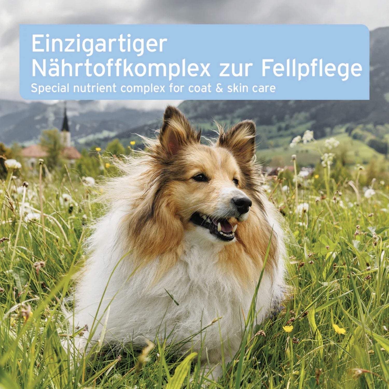 AniForte Fell &amp; Haut Tabletten für Hunde - Woofshack