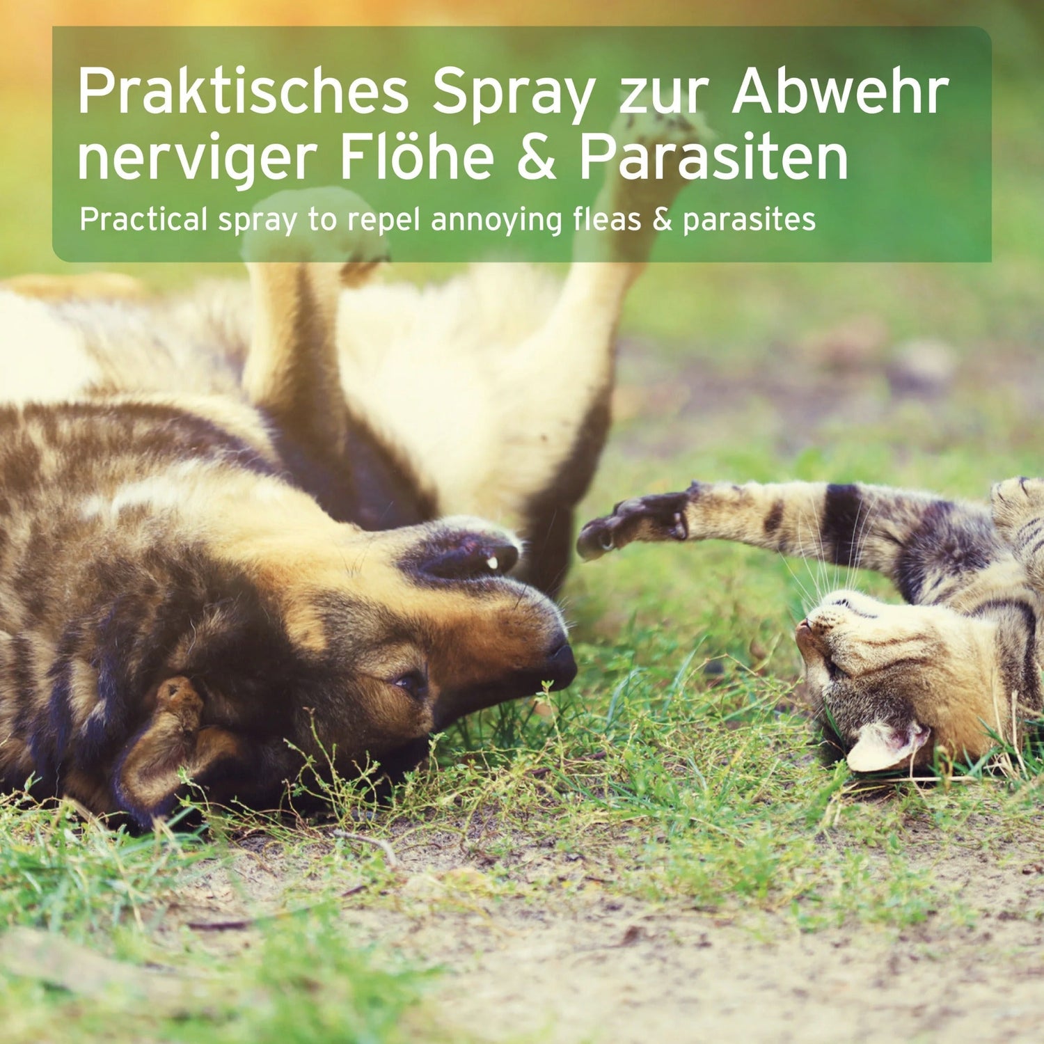 AniForte Floh - EX Spray für Hunde - Woofshack