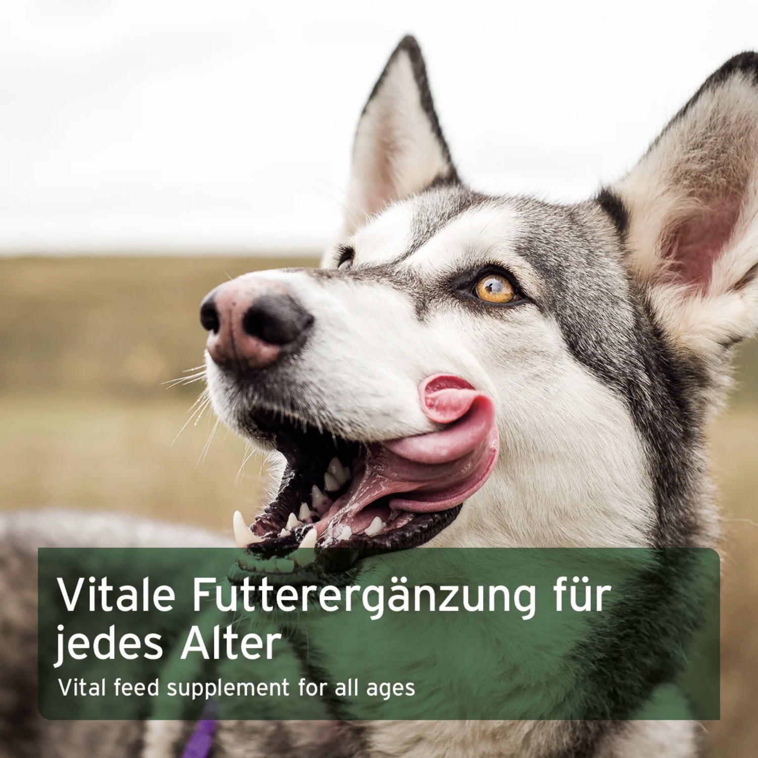 AniForte Früchte &amp; Gemüse mit Kräutern, Flocken für Hunde - Woofshack