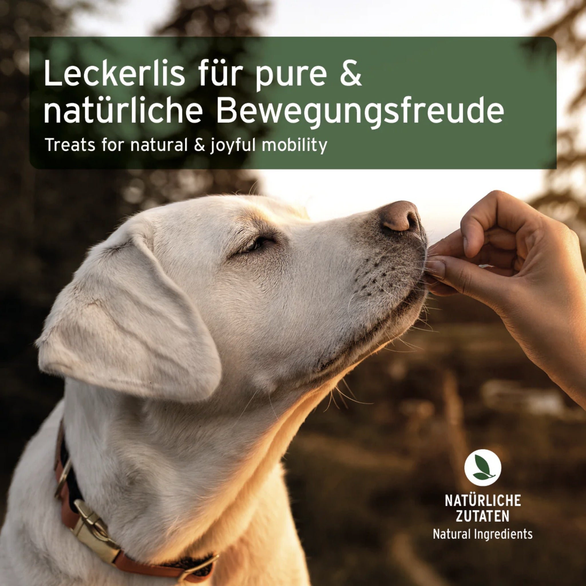 AniForte Gelenk - Snack für Hunde - Woofshack