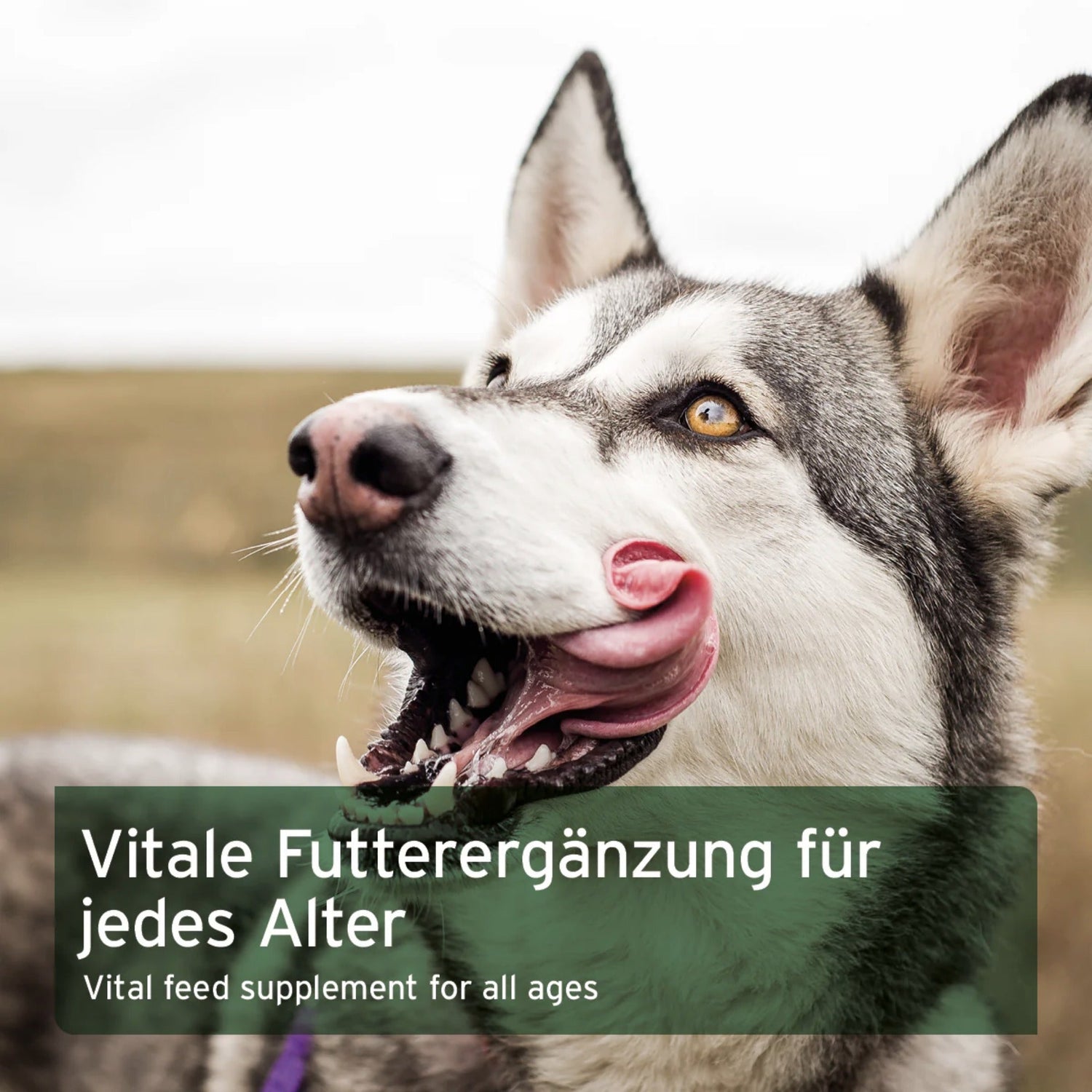 AniForte Gemüse - Kräuter Vielfalt, Flocken für Hunde - Woofshack