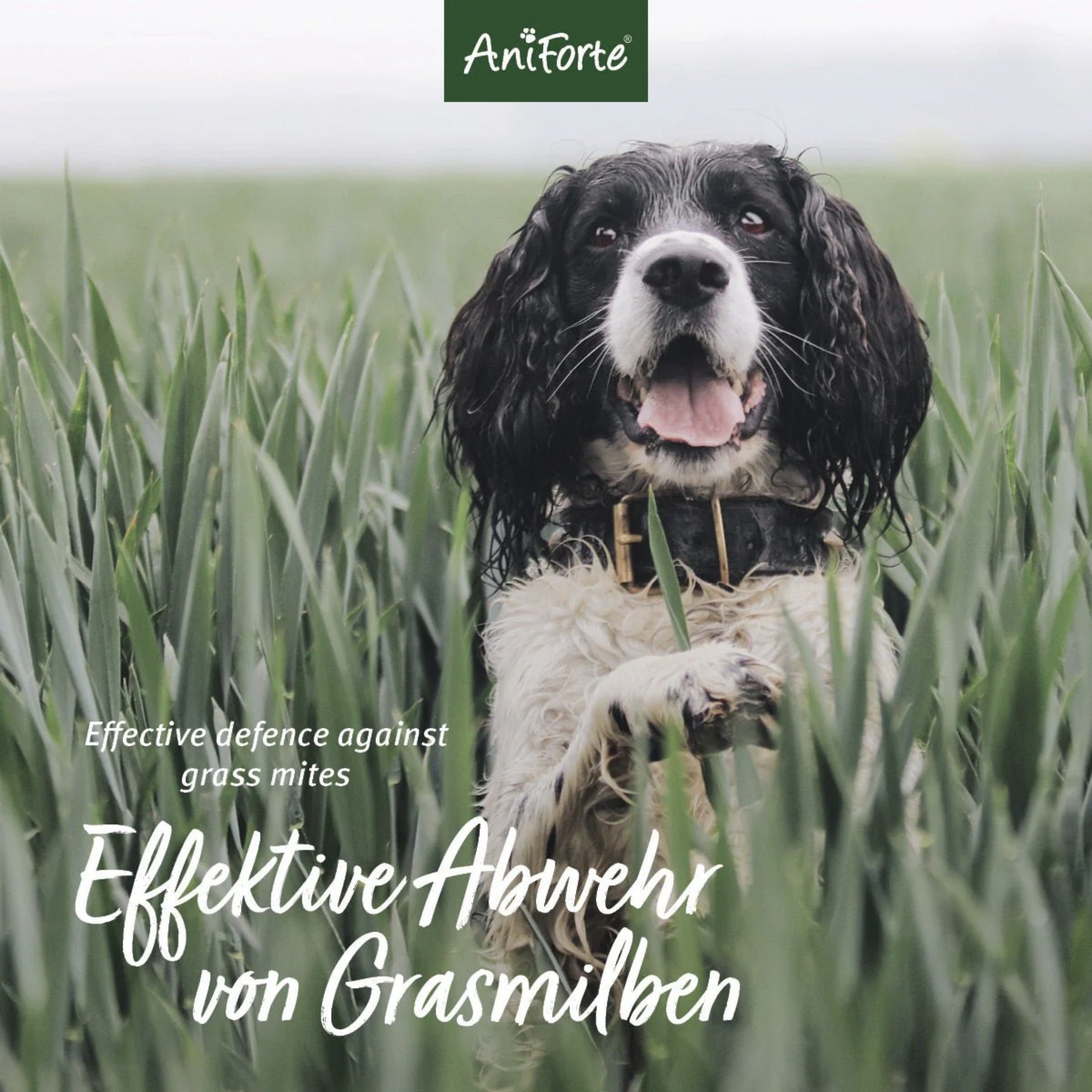 AniForte Grasmilben-EX Spray für Hunde