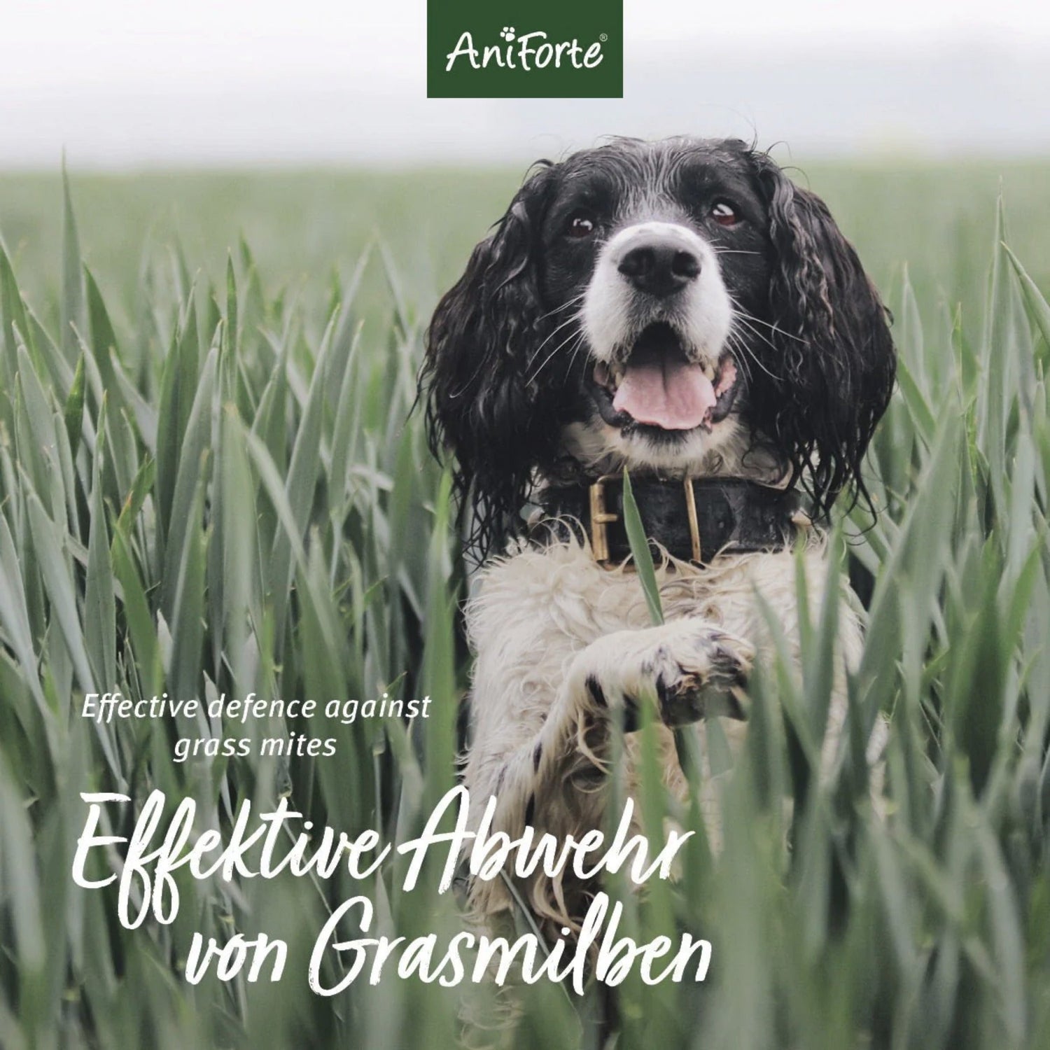 AniForte Grasmilben - EX Spray für Hunde - Woofshack