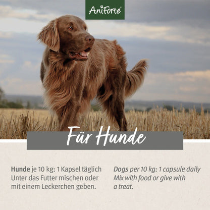 AniForte Grünlippmuschel Kapseln für Hunde - Woofshack