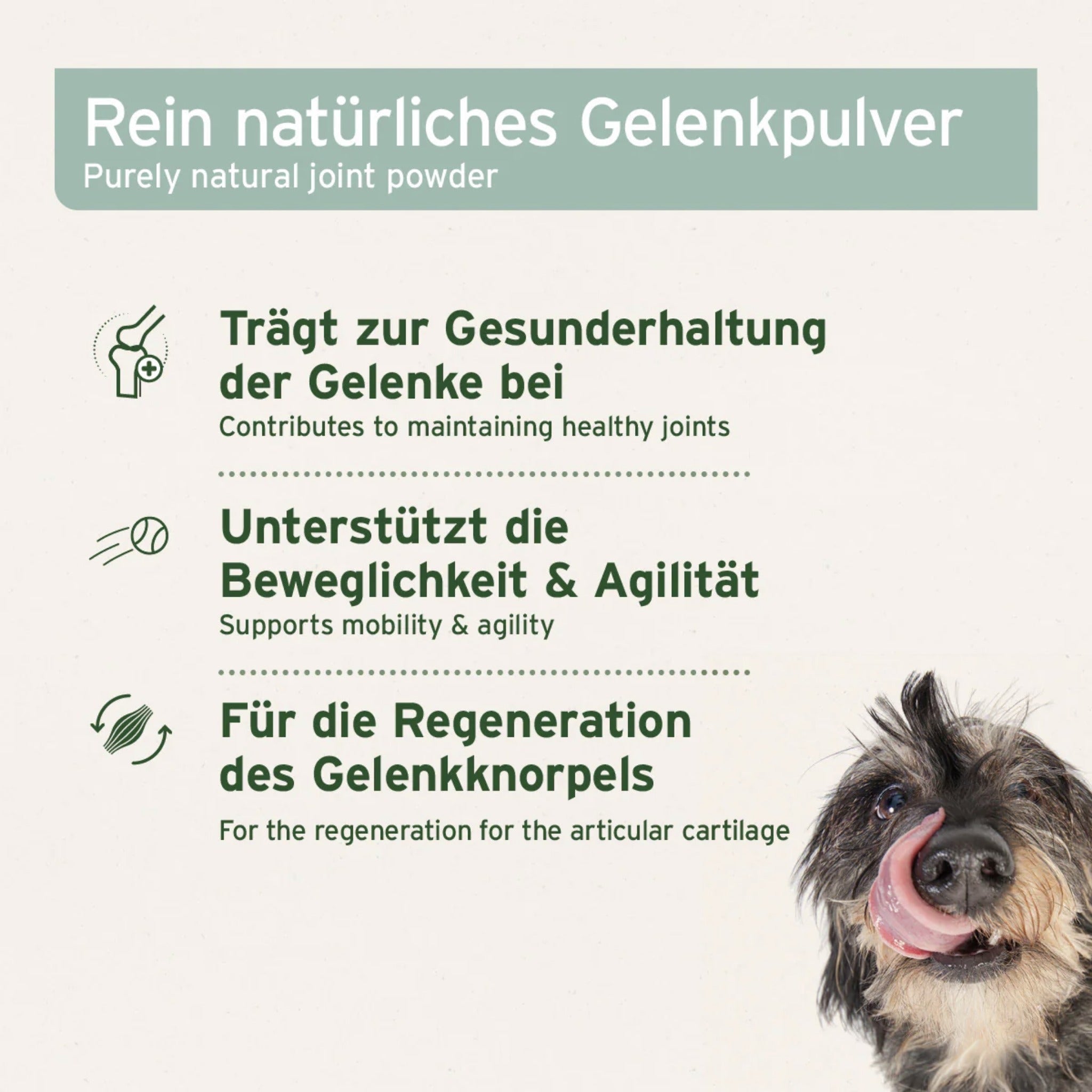 AniForte Grünlippmuschel Pulver für Hunde - Woofshack