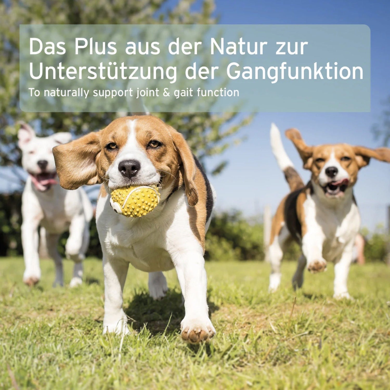 AniForte Grünlippmuschel Pulver für Hunde - Woofshack