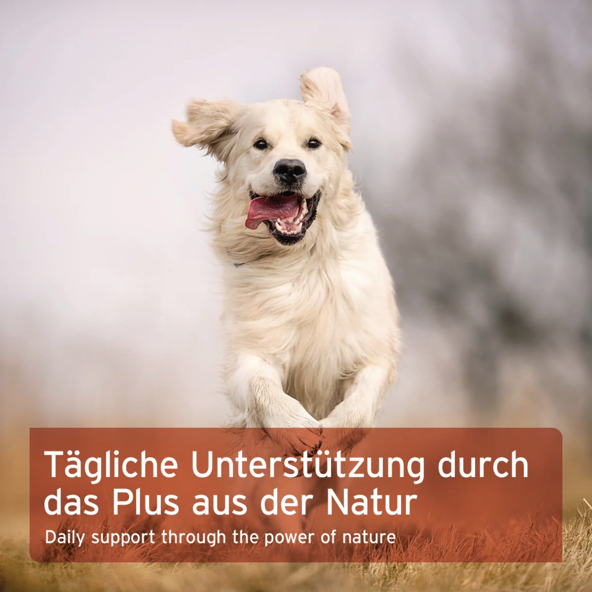 AniForte Hagebuttenpulver für Hunde - Woofshack