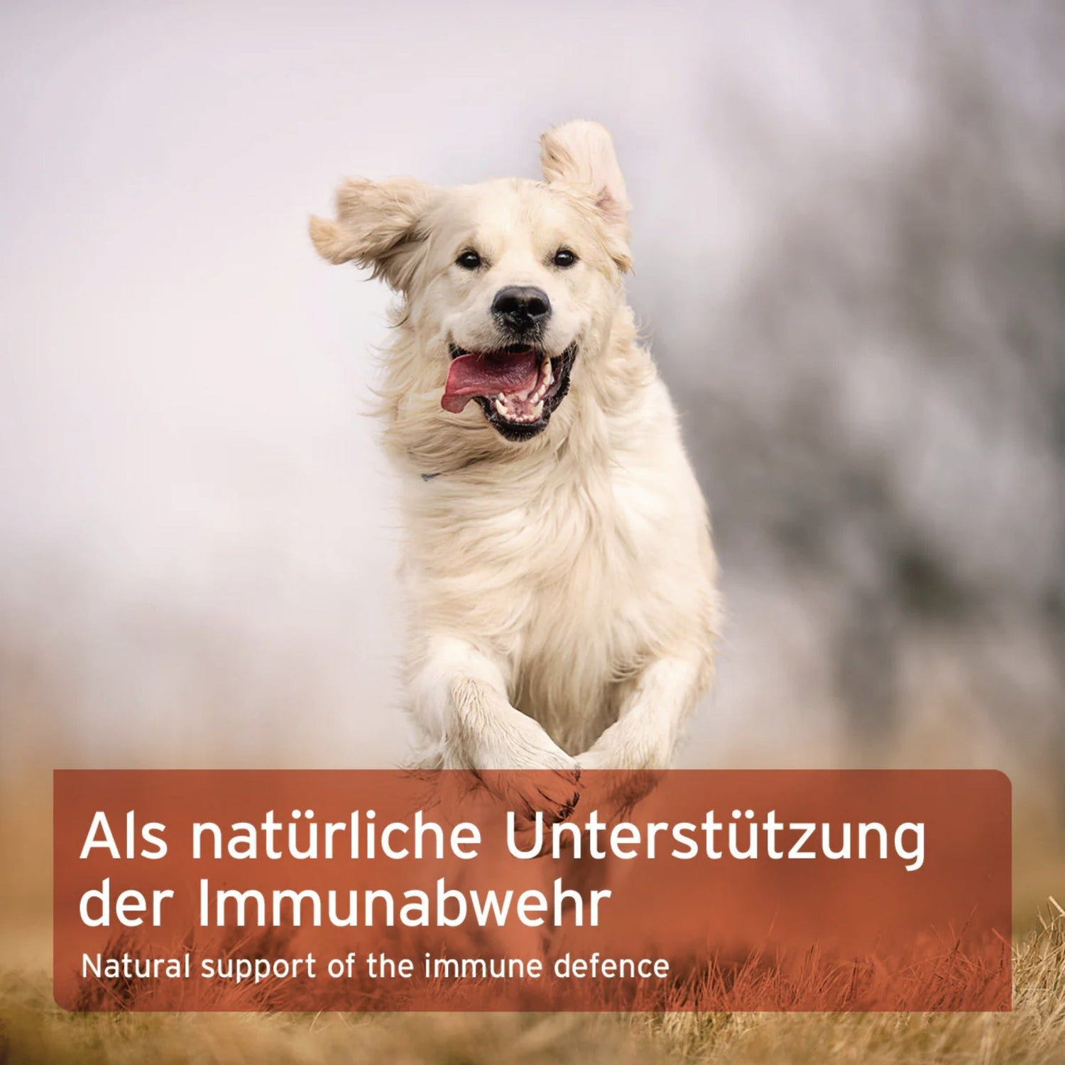 AniForte Immun - Aktiv für Hunde - Woofshack