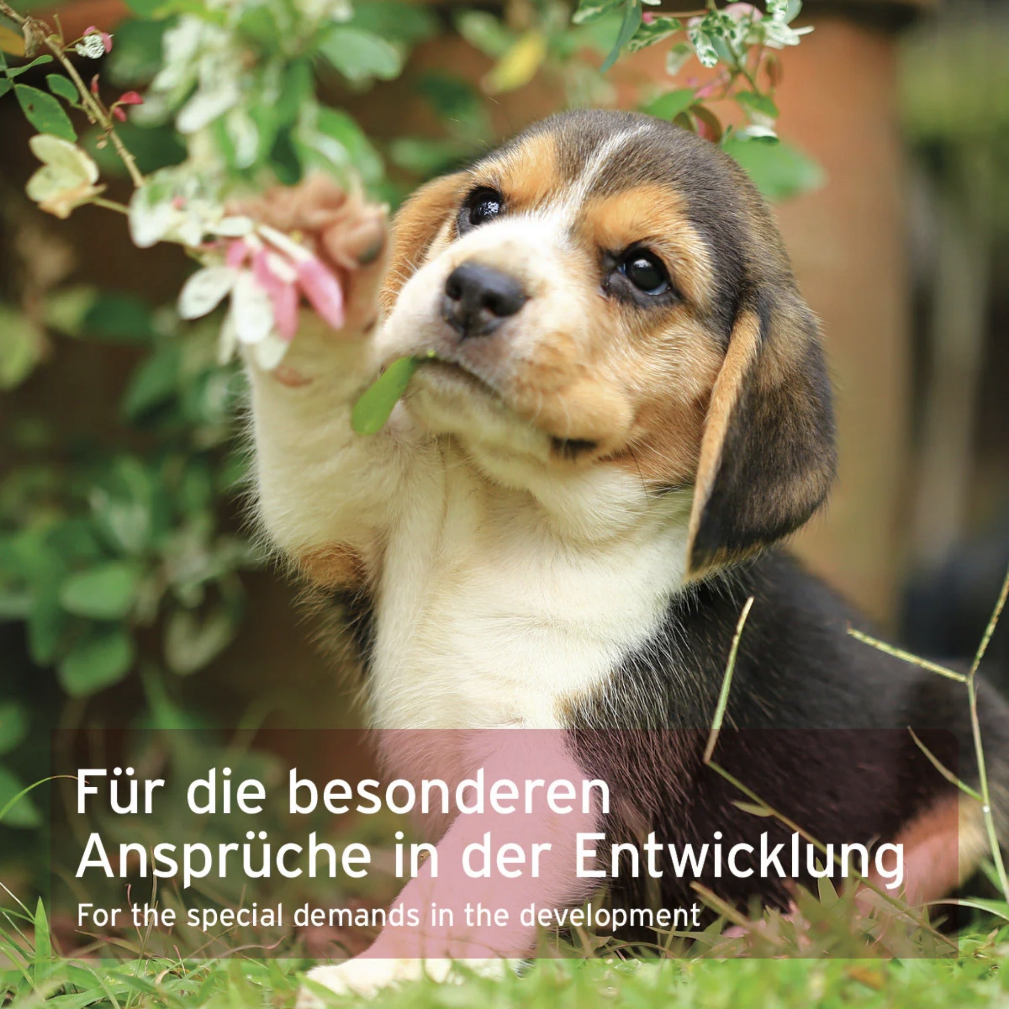 AniForte Junior Active für Hunde - Woofshack