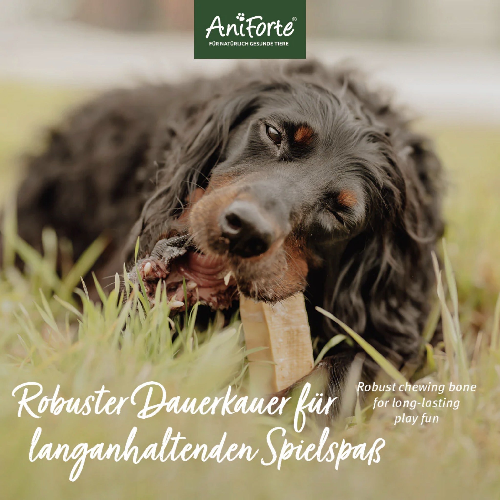 AniForte Käse Kauknochen für Hunde - Woofshack