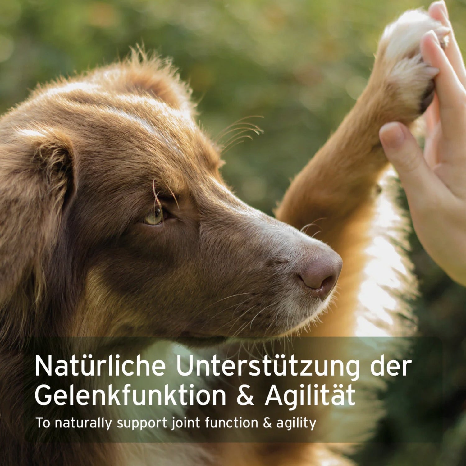 AniForte Kollagen Pulver für Hunde - Woofshack