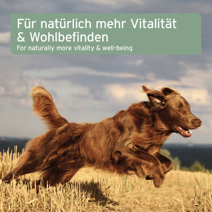 AniForte Lachsöl für Hunde - Woofshack