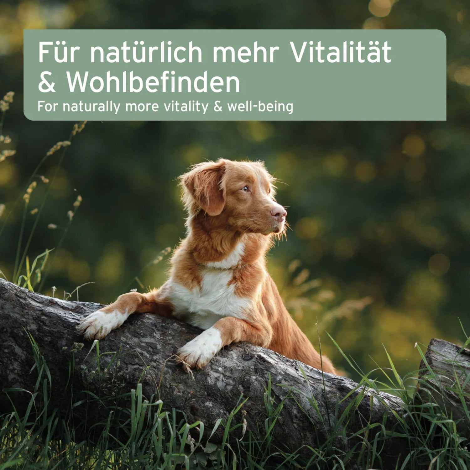 AniForte Lebertran für Hunde - Woofshack