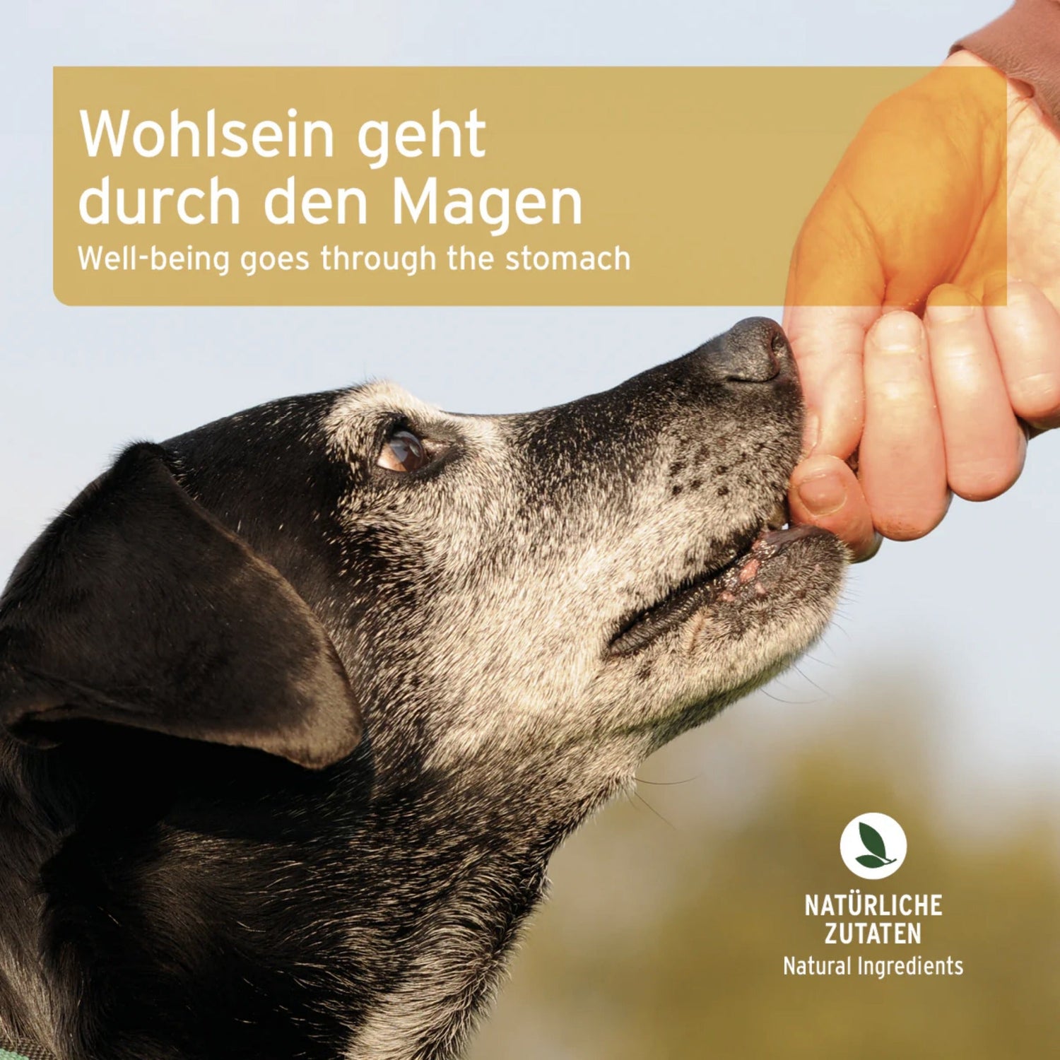 AniForte Magen &amp; Darm Snack für Hunde - Woofshack