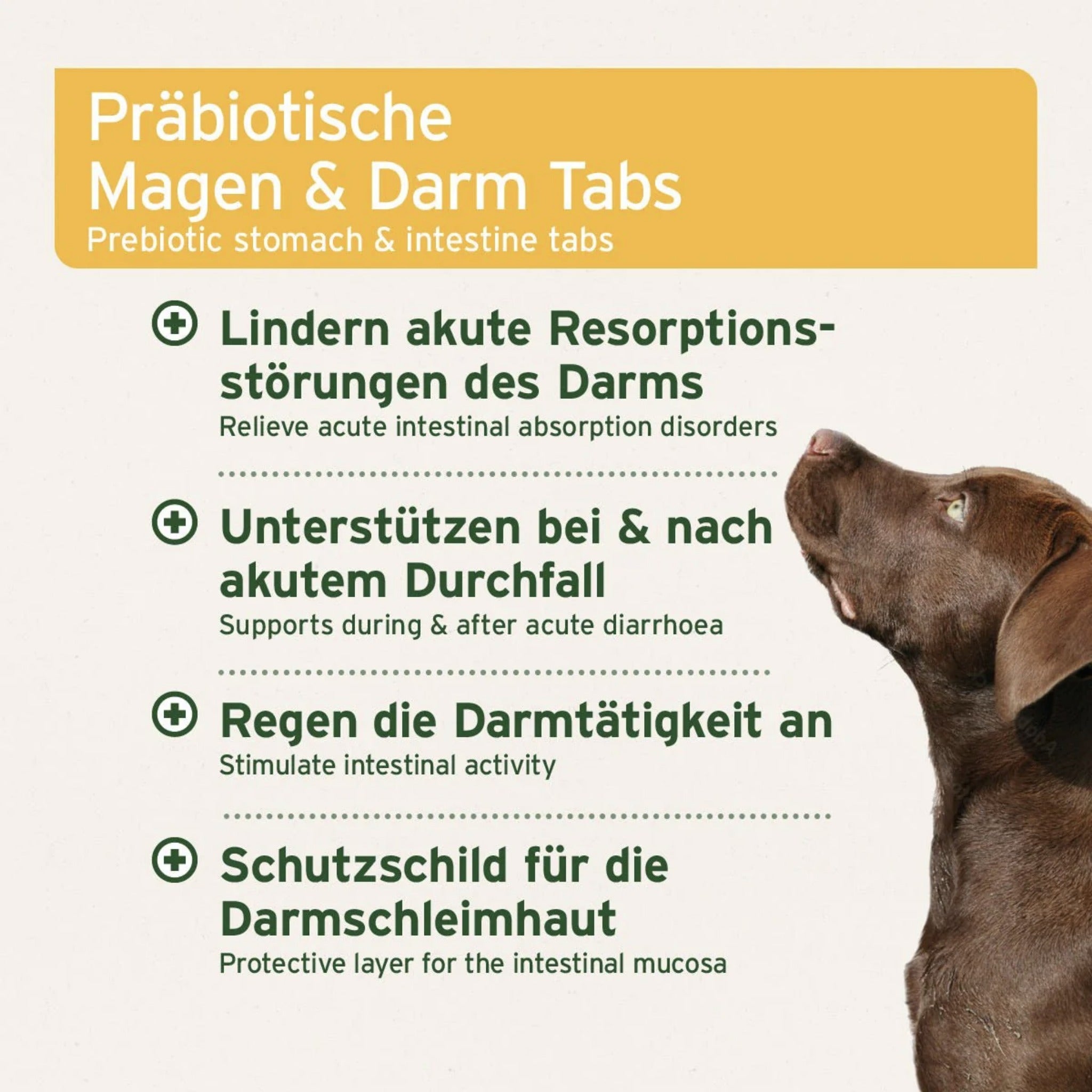 AniForte Magen &amp; Darm Tabletten für Hunde - Woofshack