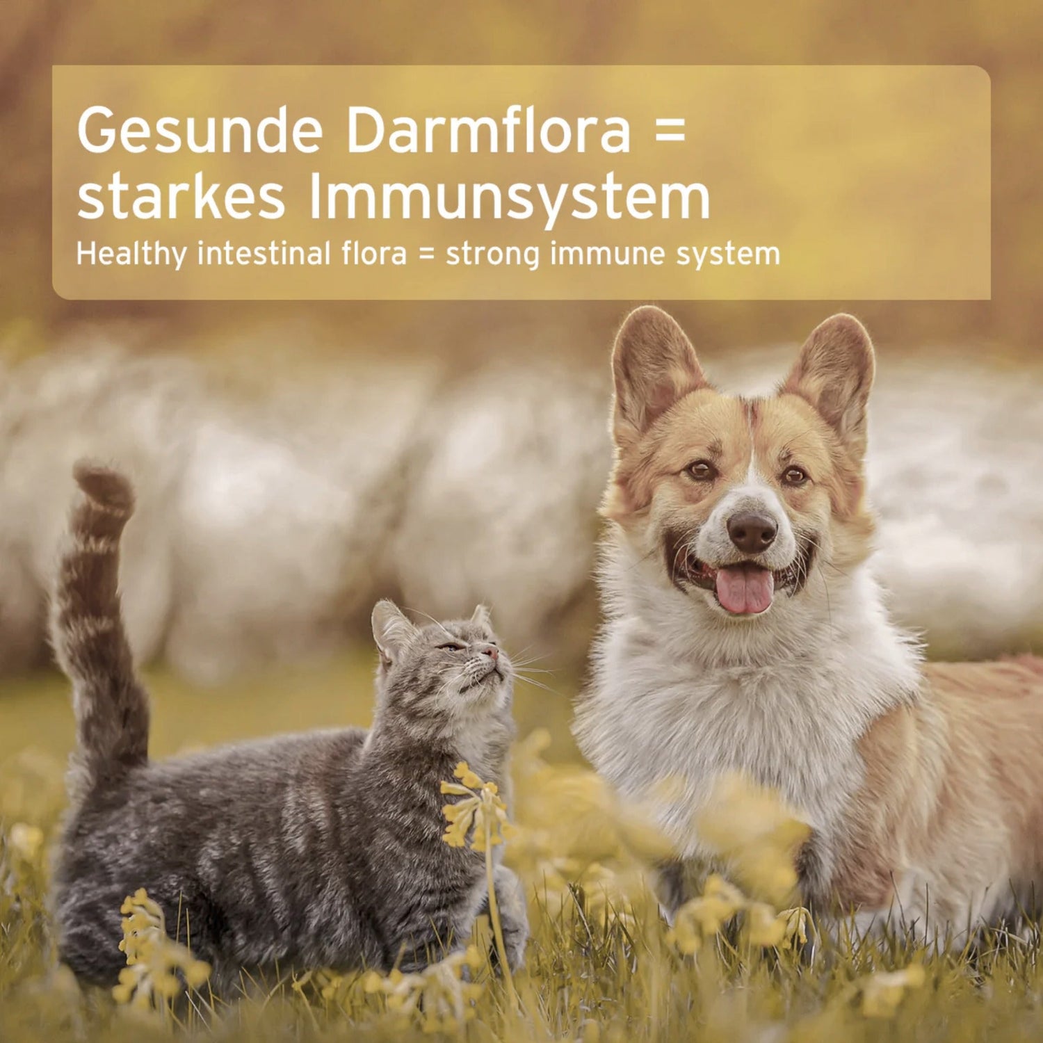 AniForte Naturmoor für Hunde - Woofshack