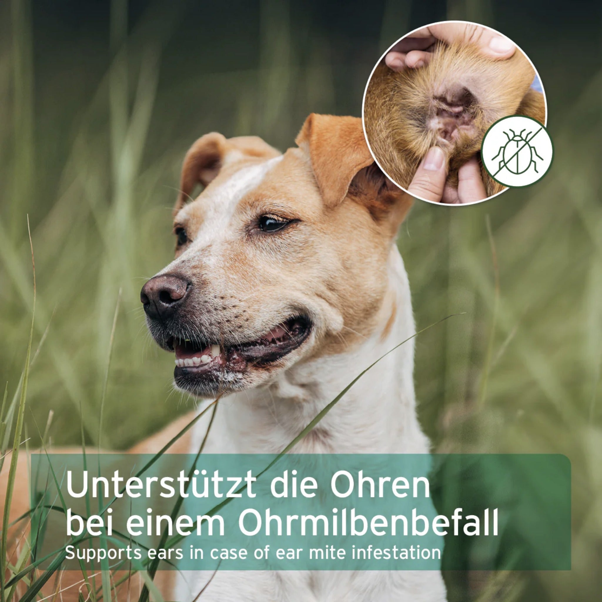 AniForte Ohrmilbenöl für Hunde - Woofshack