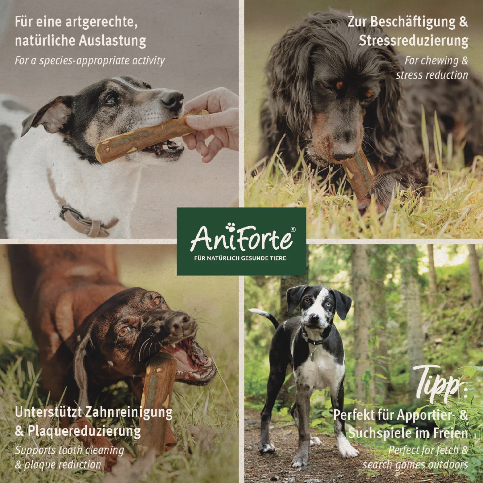 AniForte Olivenholz Kauknochen für Hunde - Woofshack