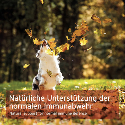 AniForte Premium Colostrum für Hunde - Woofshack