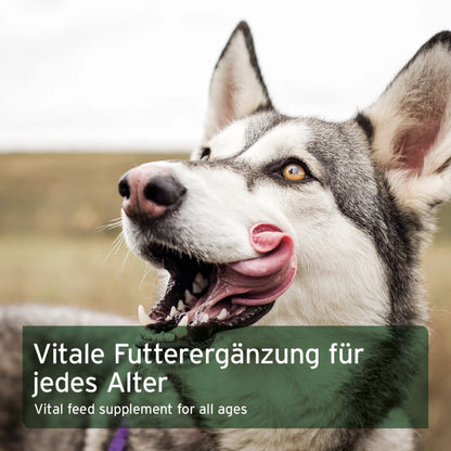 AniForte Reisflocken für Hunde - Woofshack