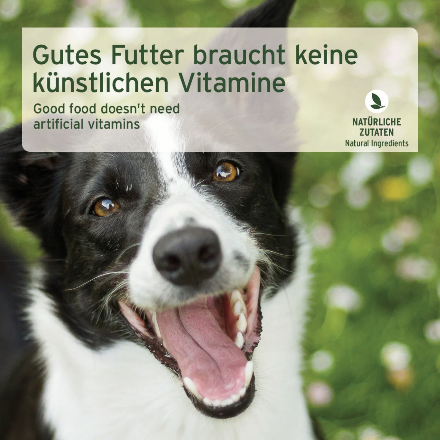 AniForte Rind Pur Hunde Nassfutter - Woofshack