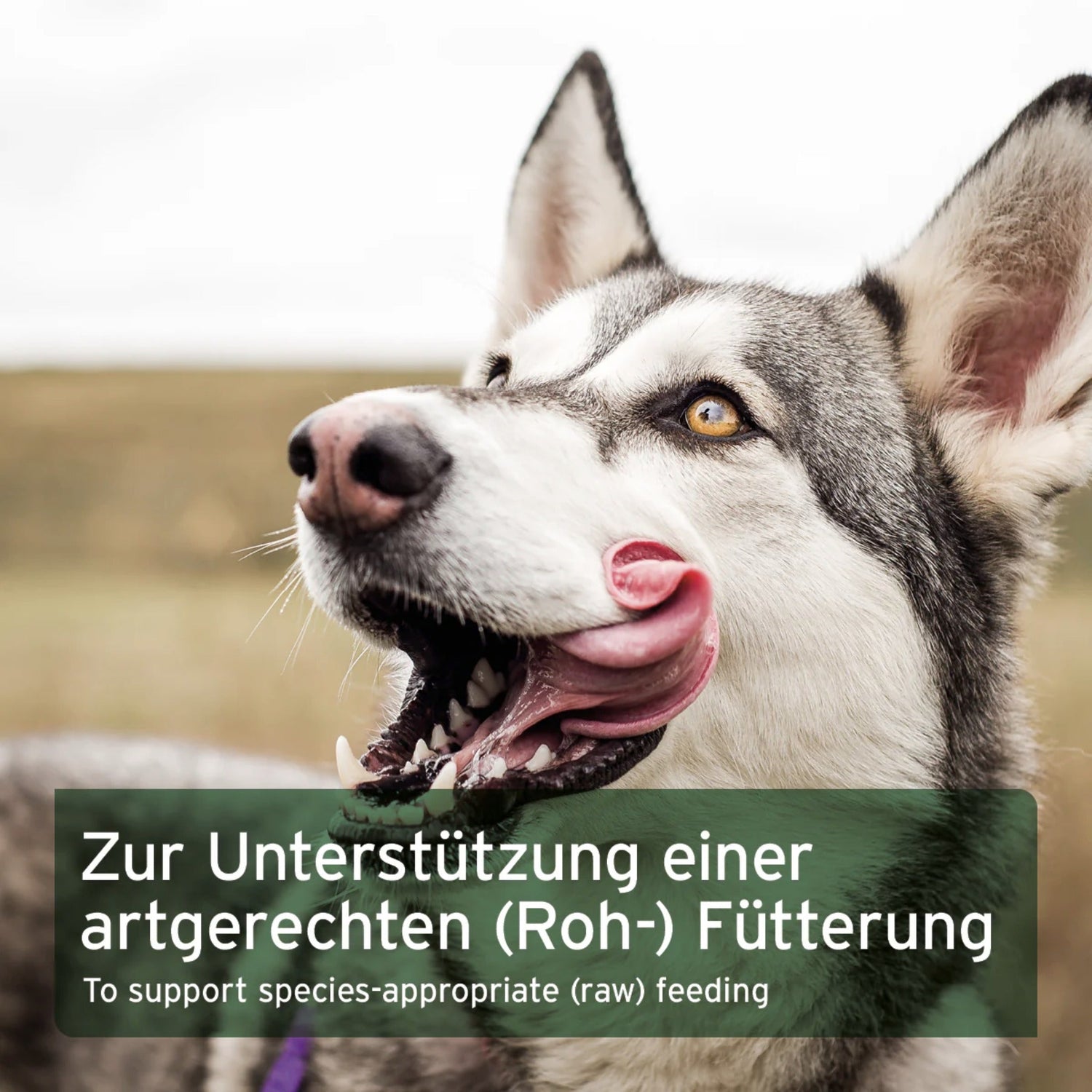 AniForte Rinderblut Pulver für Hunde - Woofshack