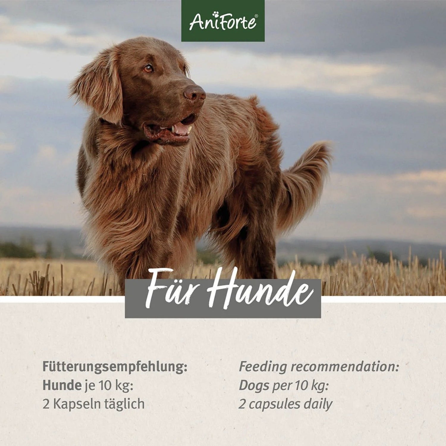 AniForte Teufelskralle Kapseln für Hunde - Woofshack