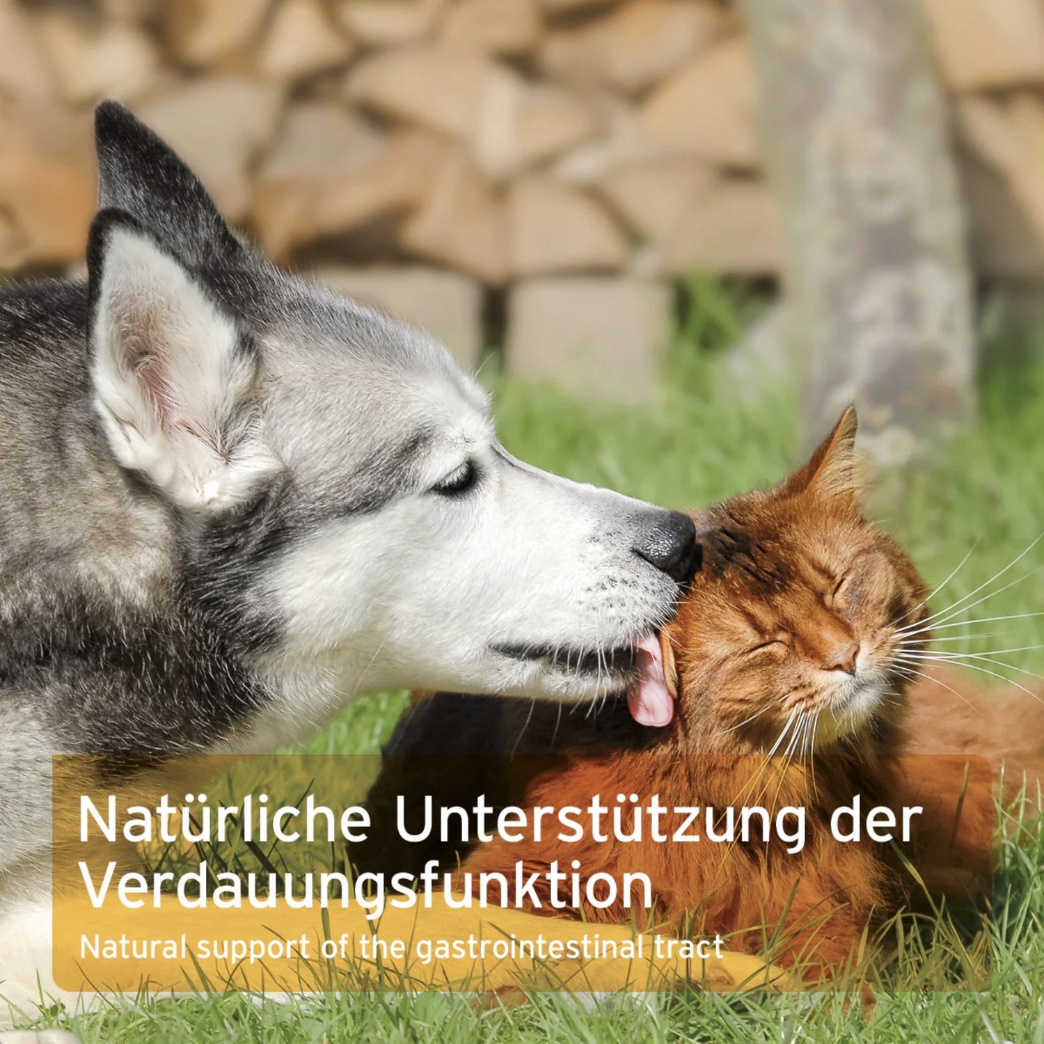 AniForte Ulmenrinde Pulver für Hunde - Woofshack