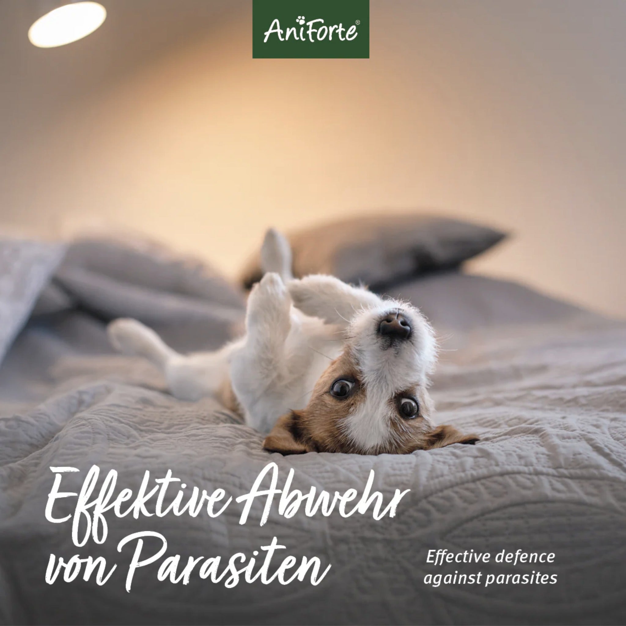 AniForte Ungeziefer - EX Spray für Hunde - Woofshack