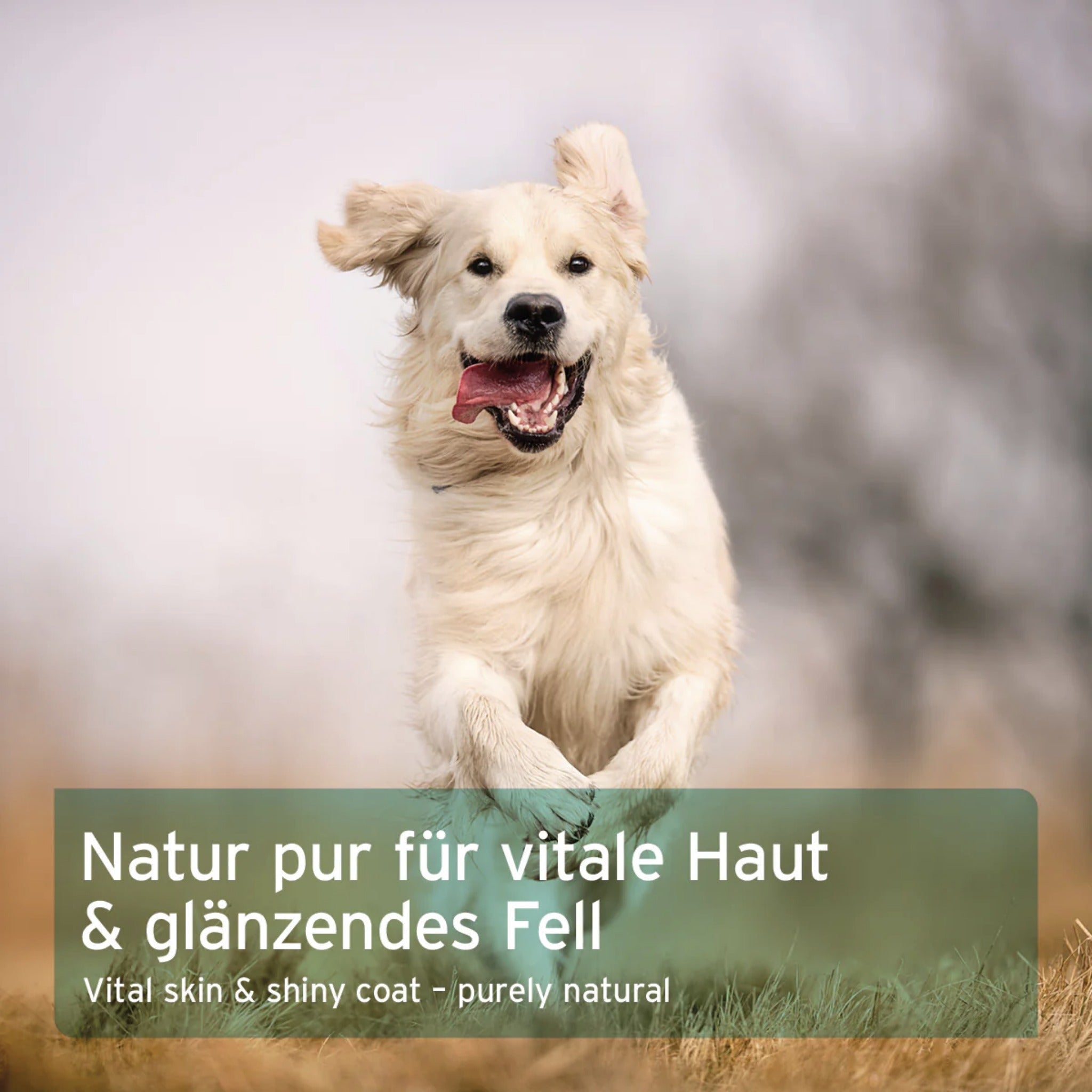 AniForte Vitalpulver für Hunde - Woofshack