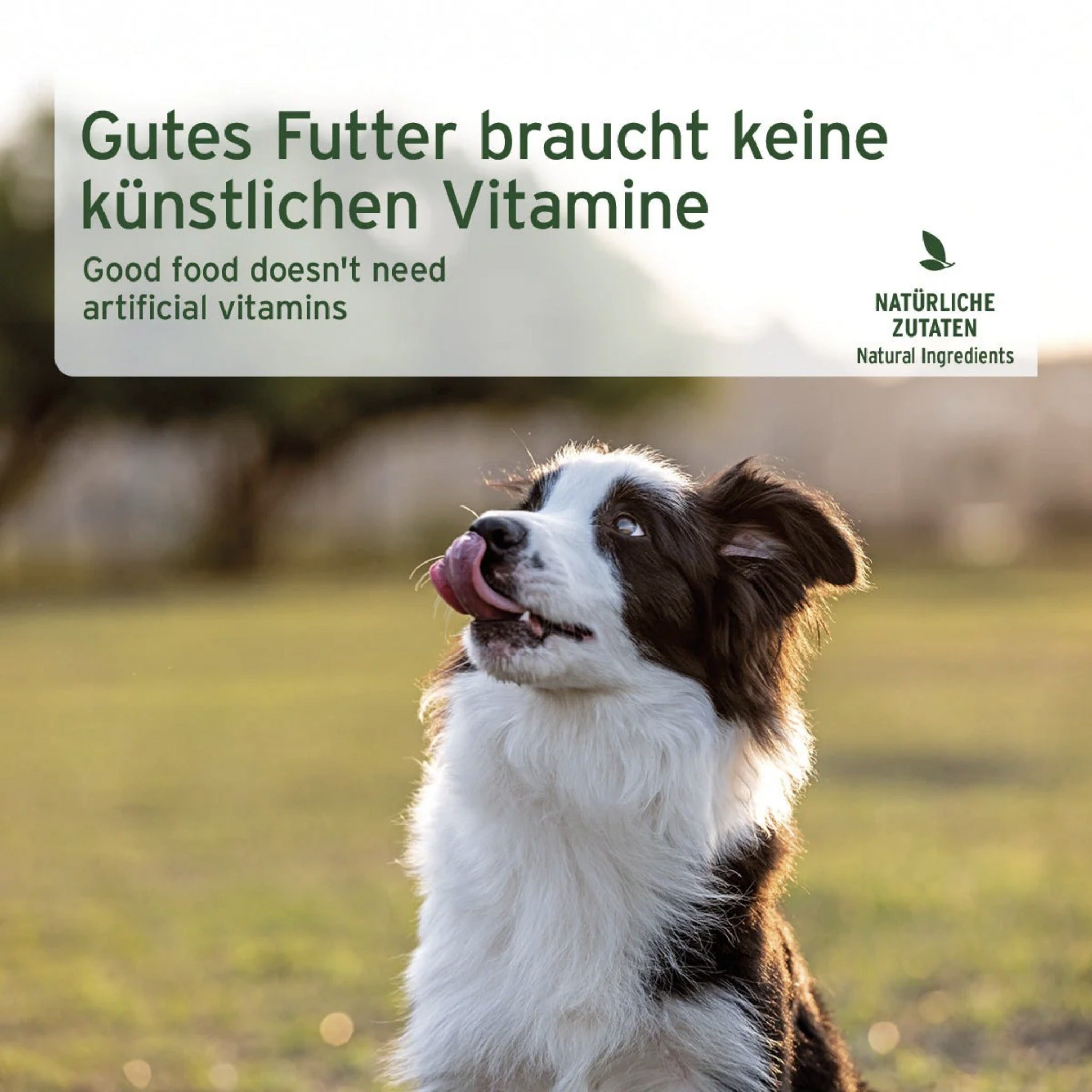 AniForte Ziege Pur Hunde Nassfutter - Woofshack