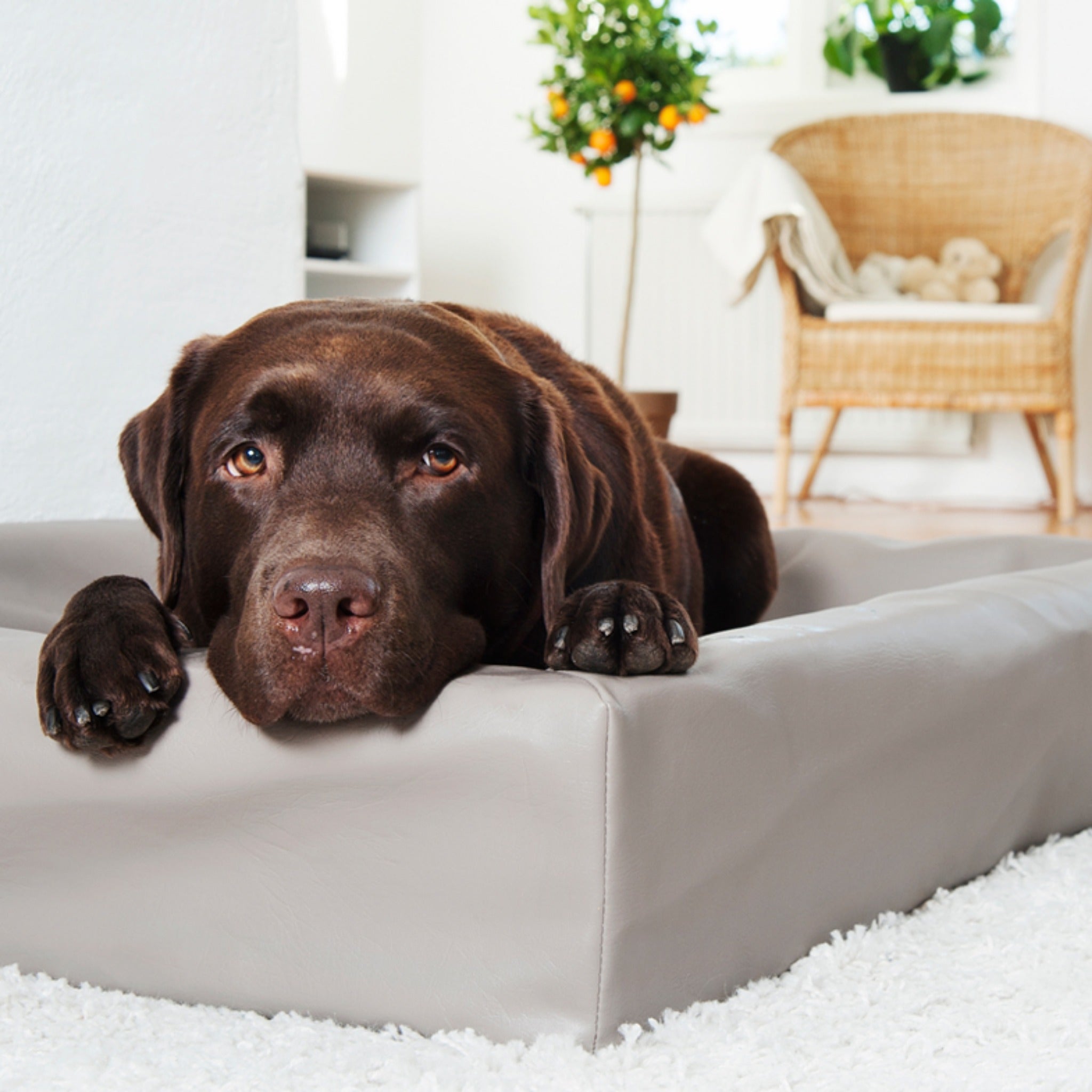 BIA BED Original Hundebett - Woofshack