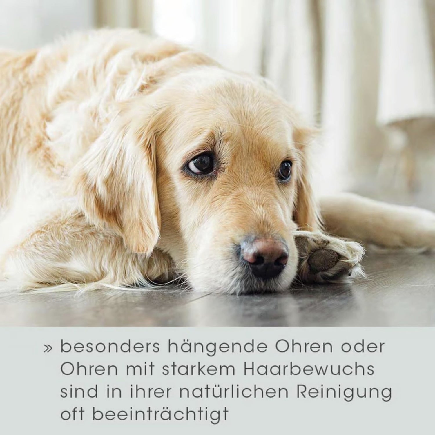 cdVet VeaVet Ohrenpflege mild für Hunde - Woofshack