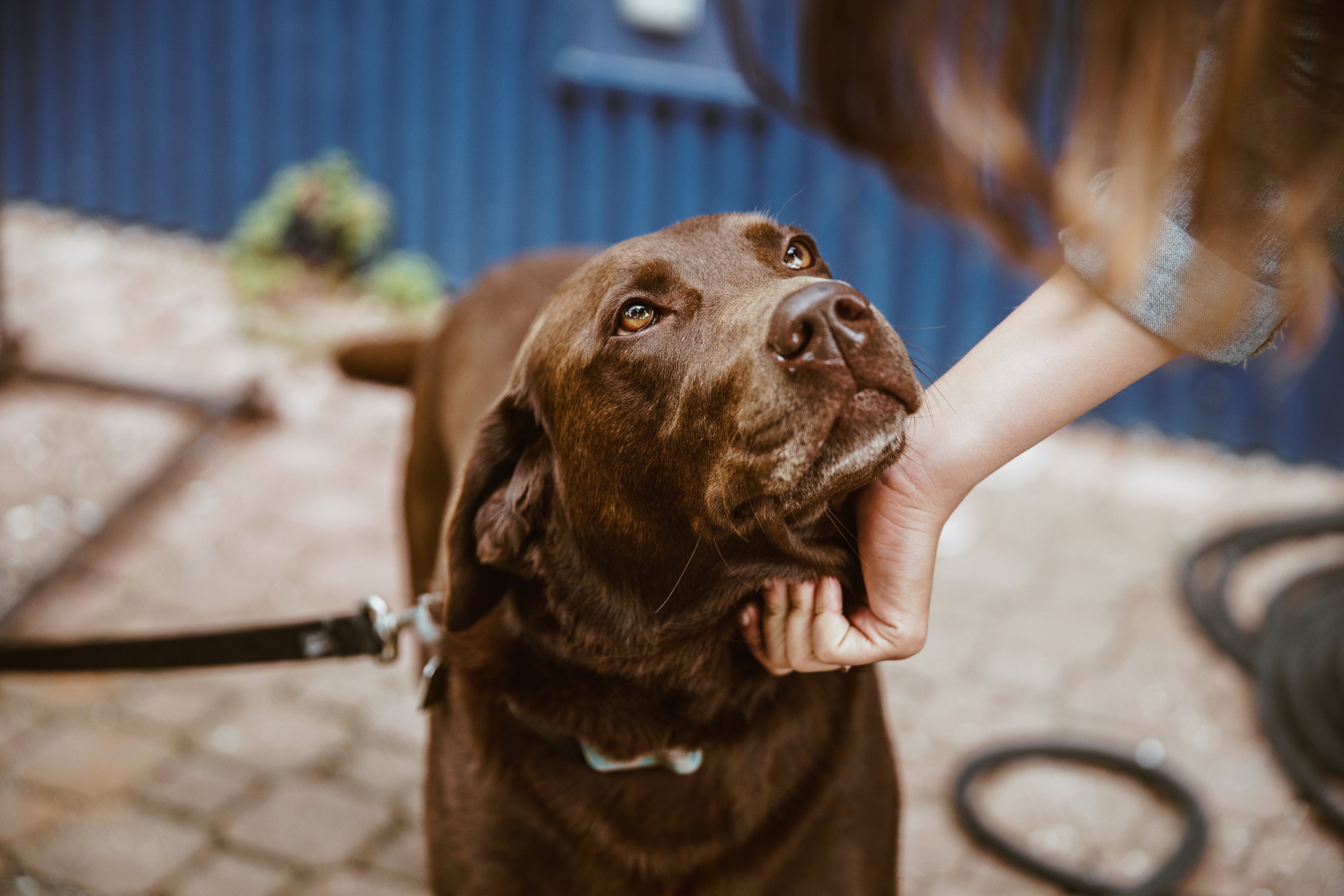 Woofshack - Hundezubehör, Hundebedarf, Hundefutter