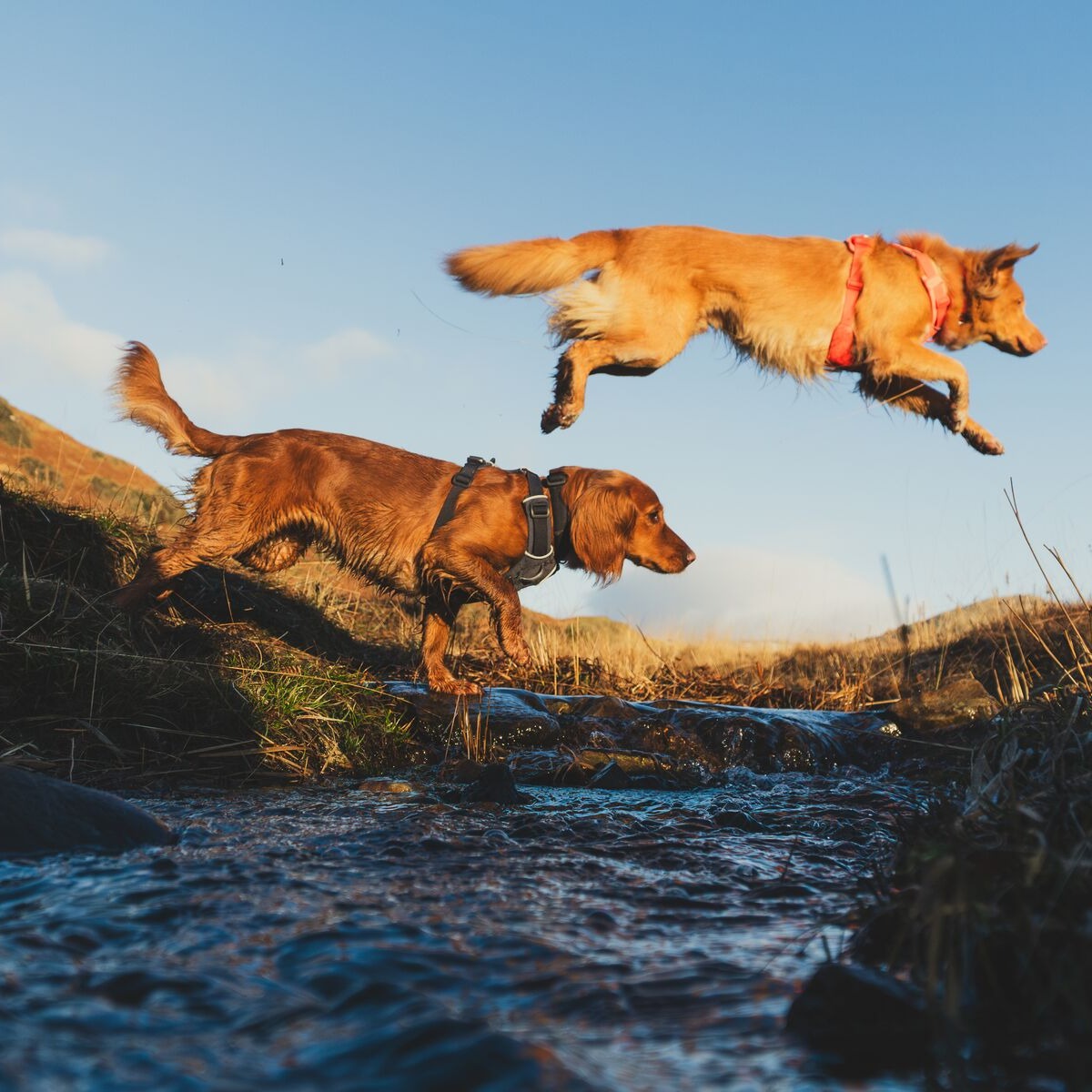 Hundegeschirre, Dog Harnesses