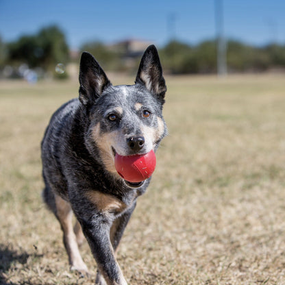 Kong Ball, Hundespielzeug - Woofshack