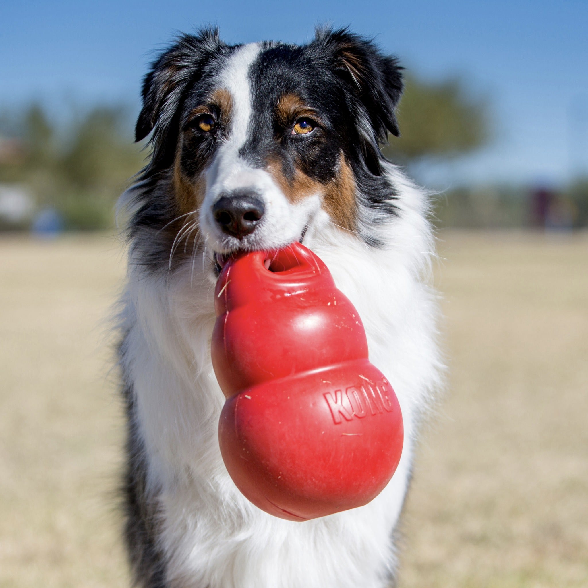 Kong Bounzer, Hundespielzeug - Woofshack