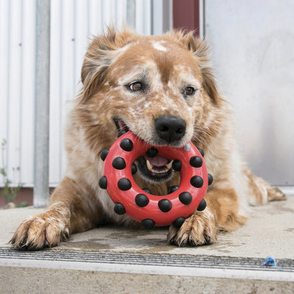 Kong Dotz Circle, Hundespielzeug - Woofshack